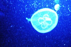 qualle-berlin-aquarium-jellyfish