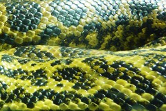 reptilien-schlangen-boa-snake-pattern