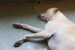 hund-schlafen-dog-sleep-mousehole