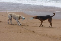 saeuger-hund-spielen-dog-play