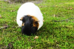 saeuger-meerschwein-guinea-pig-greenfield