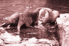 saeuger-otter-pair-love