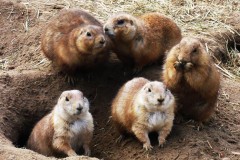 praeriehund-familie-family-prairie-dog