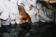 tiger-drinking-thirsty