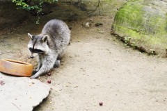 saeuger-waschbaer-racoon-eating