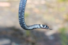 ringelnatter-schlange-grass-snake