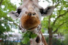 giraffe-futter-angesicht-eating-face