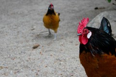 hahn-henne-cock-rooster-hen