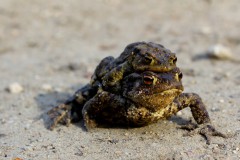 kroetenpaar-huckepack-toad-migration-piggyback