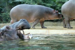 nilpferd-familie-hippopotamus-family