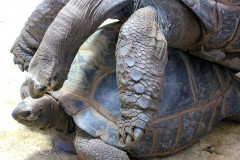 schildkroeten-paarung-turtle-pairing-scream