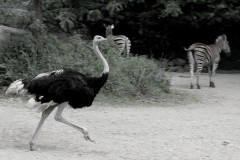 vogelstrauss-zebra-ostrich-running-race