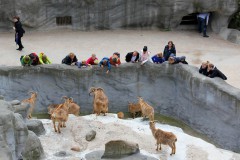 menschen-maehnenspringer-barbary-sheep-sensation