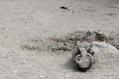 warzenschwein-tarnfarbe-warthog-camouflage-mimicry