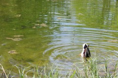 schwänzchen-in-die-höh-erpel-ente-teich