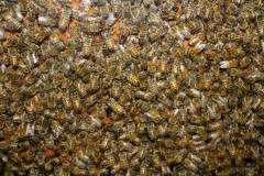 bienen-stock-gewusel-protestantische-ethik