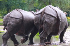 nashorn-paar-hinteransicht-gleichschritt