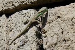 Eidechse-Armenien-lizard