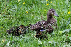 ente-familie-küken-blick